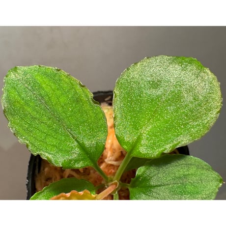 Homalomena sp. from Solok sumatera [LA0616-03]