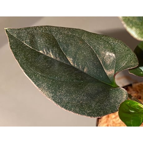 Syngonium sp. from Choco Colombia [tanakay]
