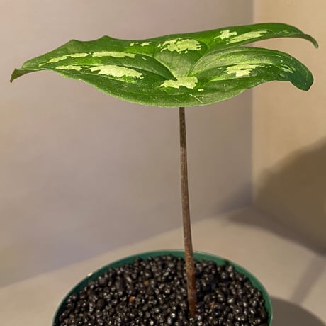 Ulearum donburnsii