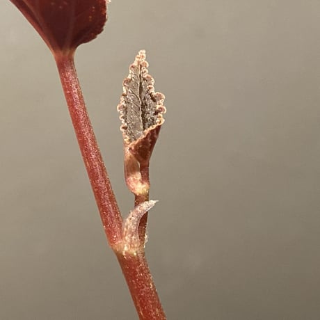 Begonia integrifolia from Satun Thailand