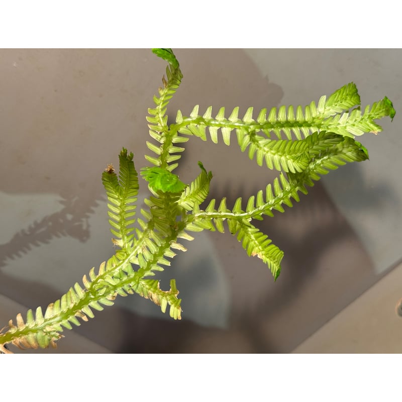 Selaginella sp. from Landak West Kalimantan | M