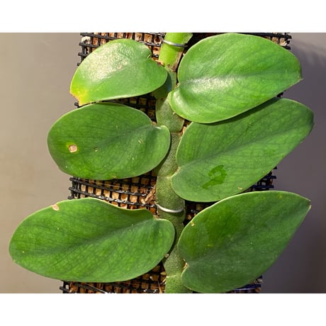 (大株) Rhaphidophora sp. from Trat Thailand