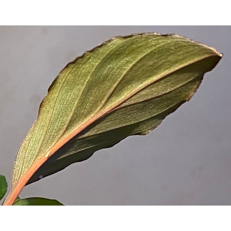 Homalomena sp. "Nanga pinoh" セミビロード Melawi Kal barat [TB]