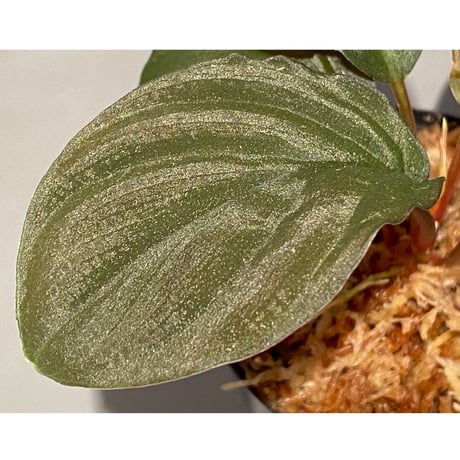 Homalomena sp. from Mt.Besar