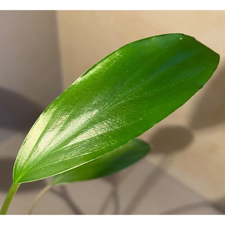 Homalomena sp. Sekadau Selatan