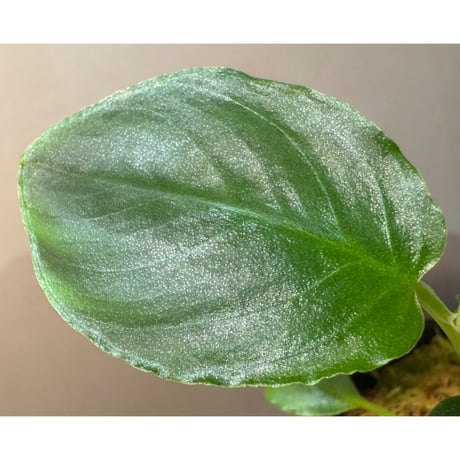 Schismatoglottis sp. from Bau Sarawak