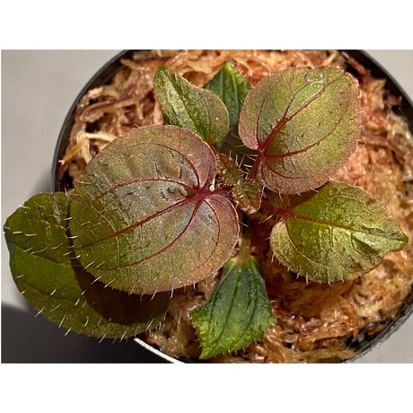 Phyllagathis sp. from Cao Bang Viet Nam [R1217-02]