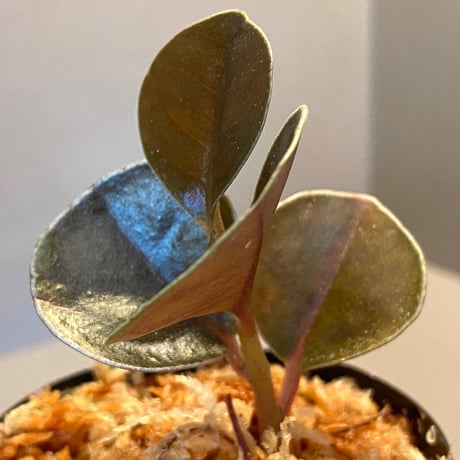 Ardisia sp. from West Kalimantan