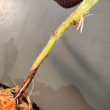 Cyrtandra sp. from Landak West Kalimantan