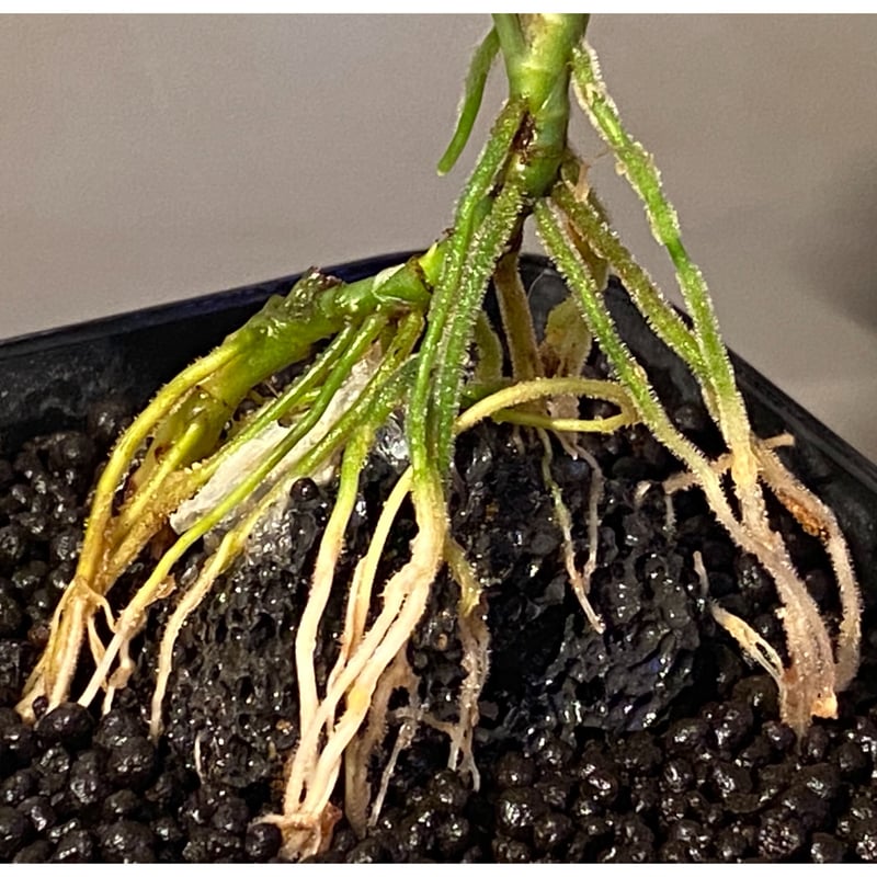 アプラナータ 大株(葉幅55cm) 大株) Bucephalandra sp. 