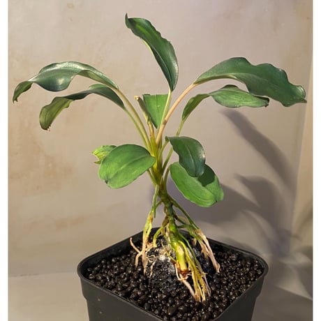(大株) Bucephalandra sp. "Green Wavy Broad Leaf" [tropica]