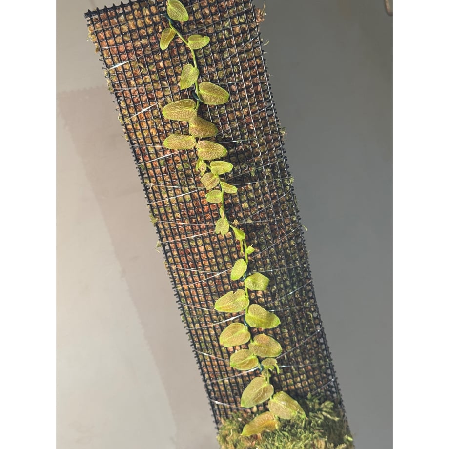 6812174a3938920d8b9e50dd