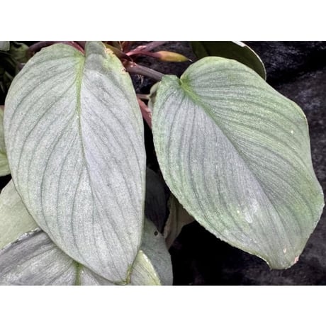 Homalomena "鯖×月" [LA-hyb.22-04]
