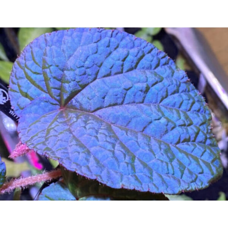Begonia sp. from Bac Kan [YH1117] TK | M・R・G・R