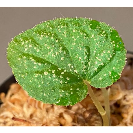 Begonia sp. from Trat Thailand