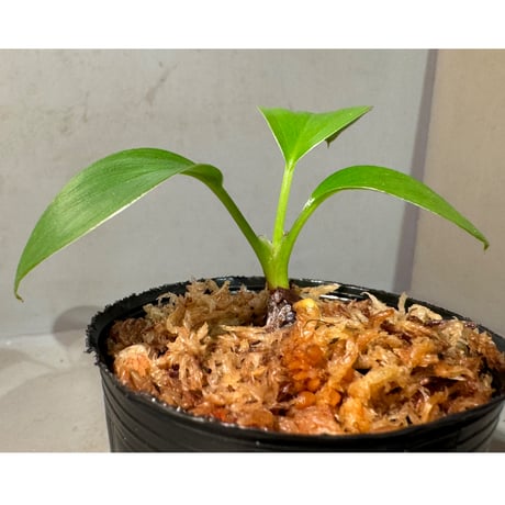 Homalomena sp. "Green widow" BNN from Sibolga timur [AZ0823-11]