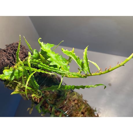 Solanopteris bifrons from Madre de Dios [LA1017-04]