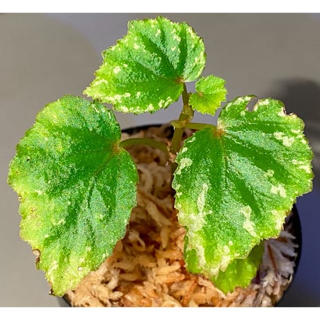 Begonia sp. from North Toraja [S0919-02] STRINGE PLANTS
