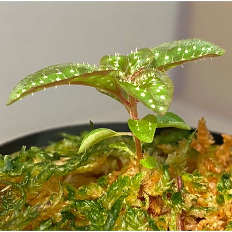 Sonerila sp. "White dot"