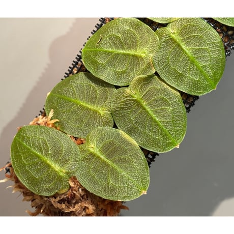 Pothos barberianus from Ngabang West Kalimantan