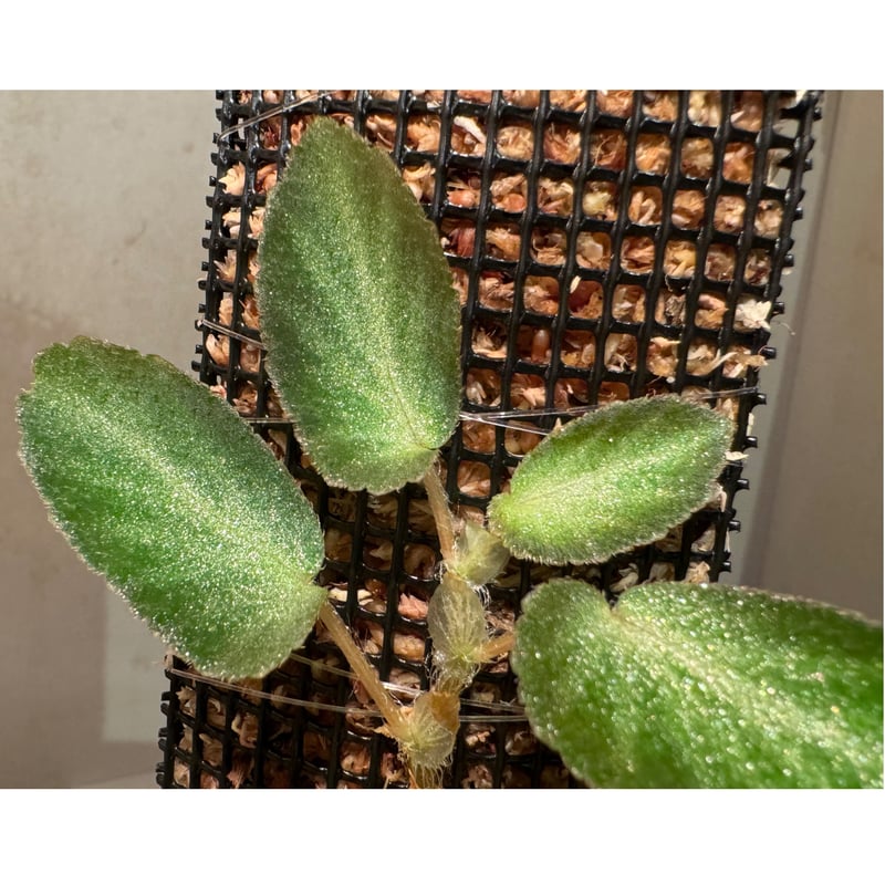 Begonia thelmae from Brazil | M・R・G・R Begonia thelmae from Brazil | M・R・G・R