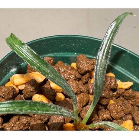 Burttianthus velutandrus "Bintulu" Sarawak [TB]