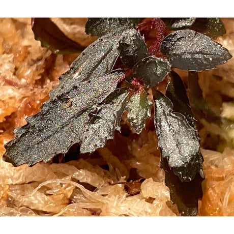 Triolena pileoides from Ecuador