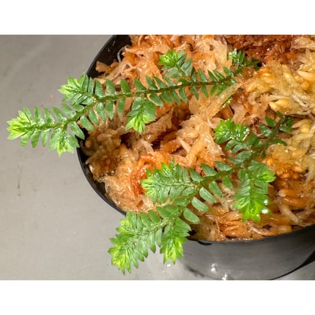 Selaginella sp. from Iquitos Peru [tanakay]