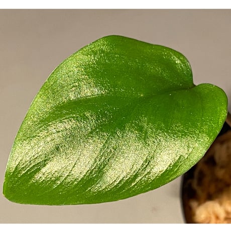 Homalomena sp. from Pahang Malaysia [R0718-02] RIO