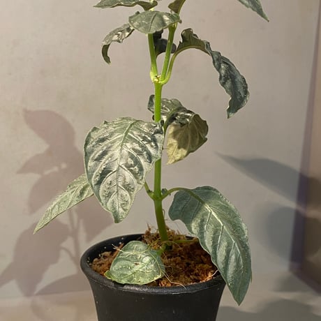 Ophiorriza sp. "鋼" from Aceh Selatan [HW0816-03]
