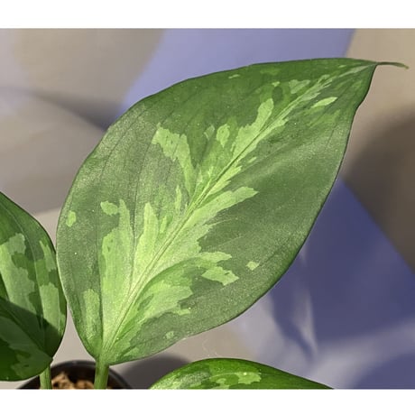 Aglaonema pictum tricolor from Aceh sumatera [LA0819-01b]