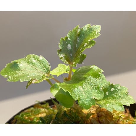 Begonia serratipetara from New Guinea