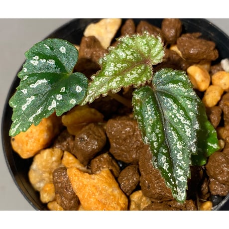 Begonia handelii var. prostrata from Viet Nam
