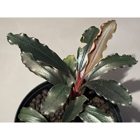 Bucephalandra sp. "Batang kawa" 組織培養水上育成株