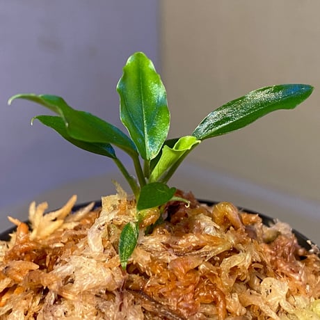 Homalomena sp. "Euclase" from Riau sumatera [LA0518-02]