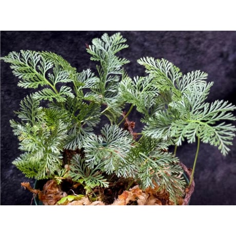 Davallia sp. from Sarawak ①