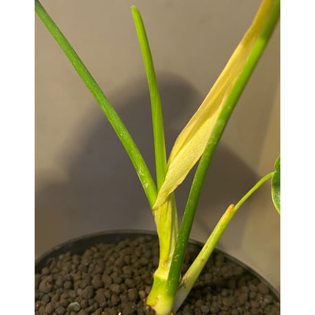 Philodendron sharoniae