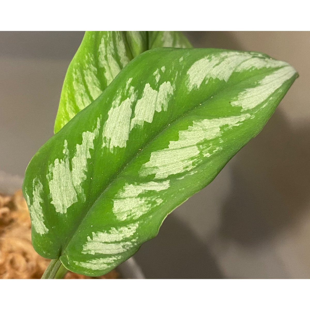 Homalomena sp.Riau sumatera【LA1119-01】大株 Homalomena sp.Riau sumatera white pattern - KZT PLANTS STORE