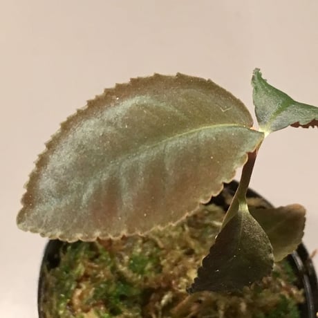 Ardisia sp. from Riau Sumatera