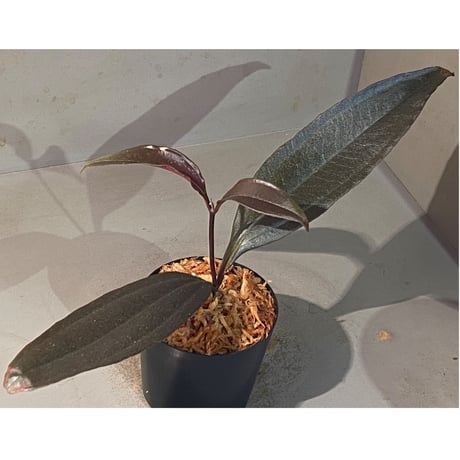 Medinilla sp. from Irian Jaya Papua