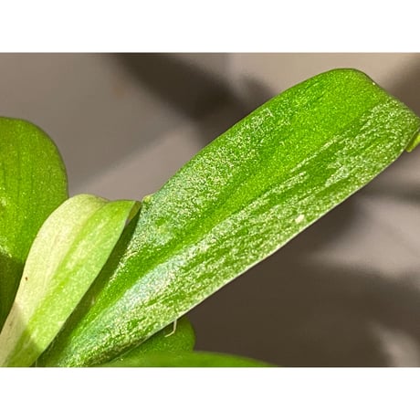 Schismatoglottis sp. "初霜錦" from Murung raya [LA0515-05]