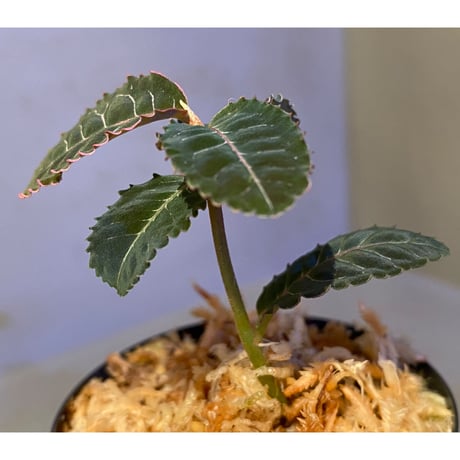Labisia sp. from Riau Sumatera