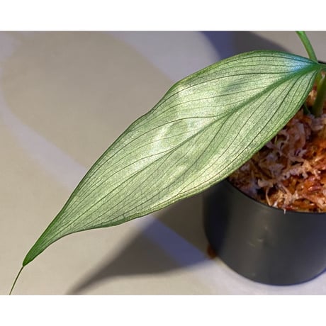 Homalomena sp. White leaf from "Pendang" Kal tengah [TB]