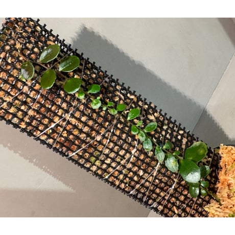 Marcgravia sp. "Azreal"