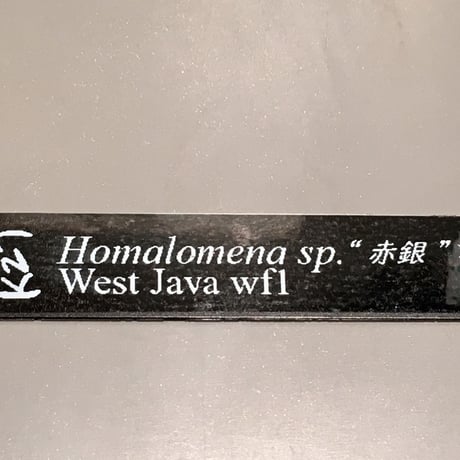 Homalomena sp. "赤銀"x？ from West java wf1[KZT]タグ付き