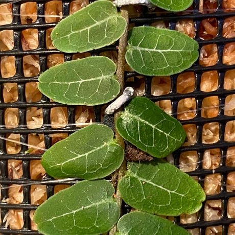 Marcgravia umbellata