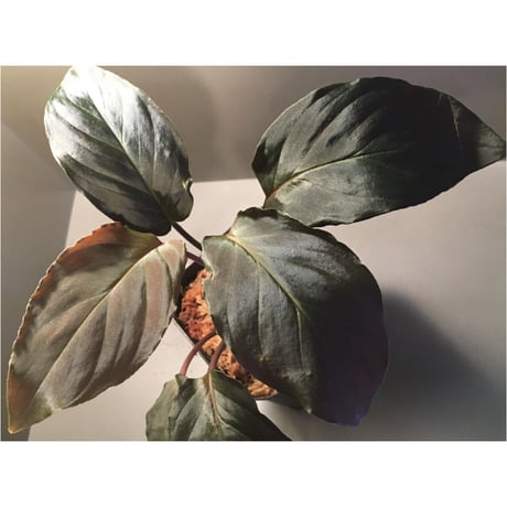Homalomena sp. "Deep Purple" JKT from Pulau Nias [AZ0215-1]