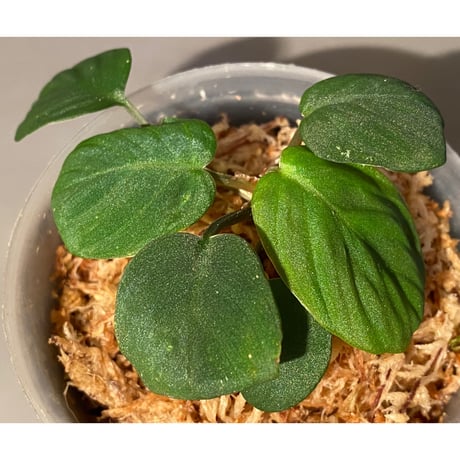 Homalomena sp. from Sumatera Utara [LA0118-02]