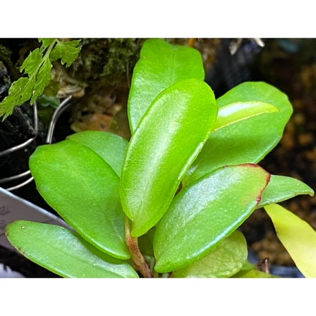 Begonia jussiaeicarpa from South America