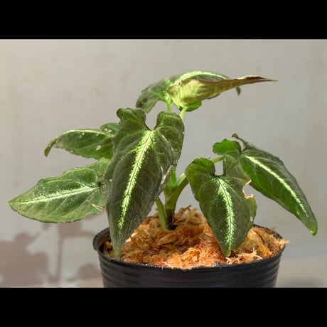 Syngonium rayii